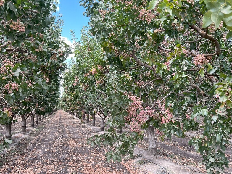 More Photos Of +/-154 Acre Pistachio Orchard - Idaho ave, Hanford Land For Sale