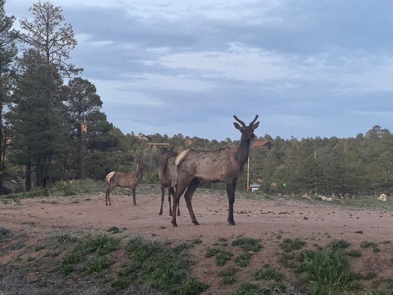 More Photos Of 2216 Mogollon Rim Dr, Overgaard Land For Sale