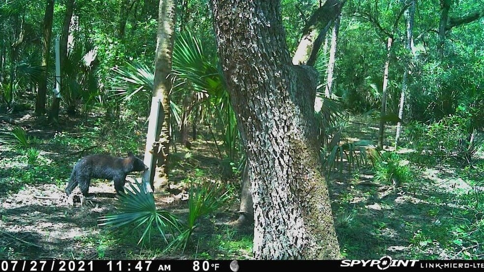 More Photos Of Lake Harney Rd, Osteen Land For Sale