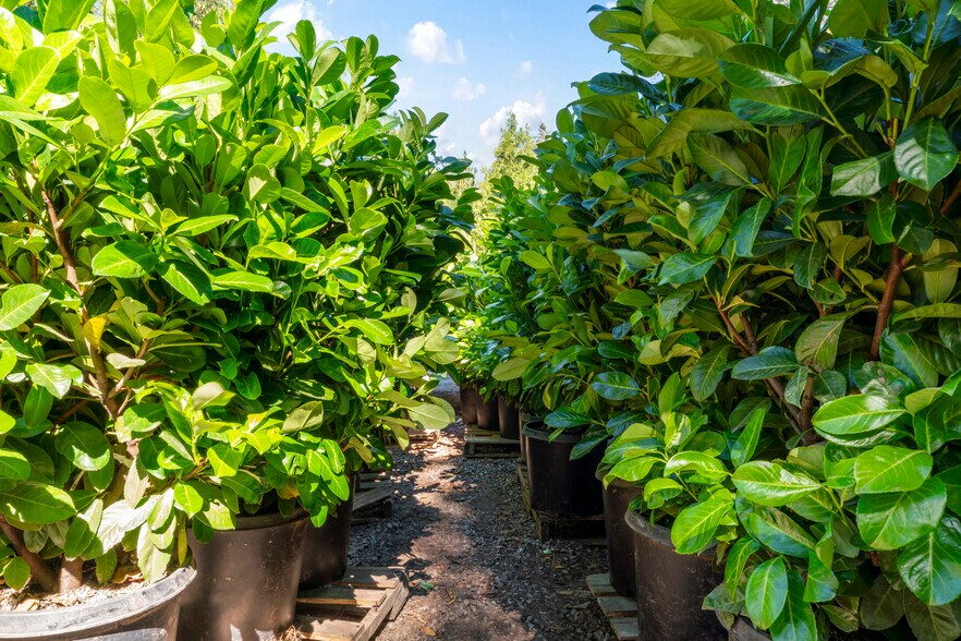 More Photos Of 303 CA-173 Hwy, Lake Arrowhead Garden Center For Sale