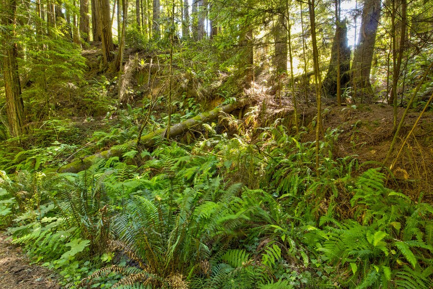 More Photos Of 33170 Frog Pond rd, Little River Land For Sale