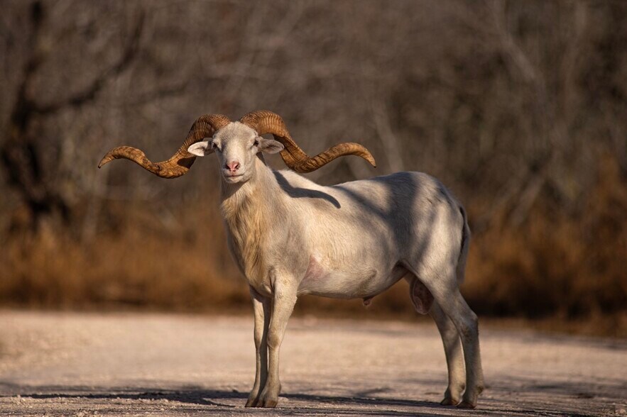 More Photos Of 141 S Private Road 1026, Kingsville Land For Sale