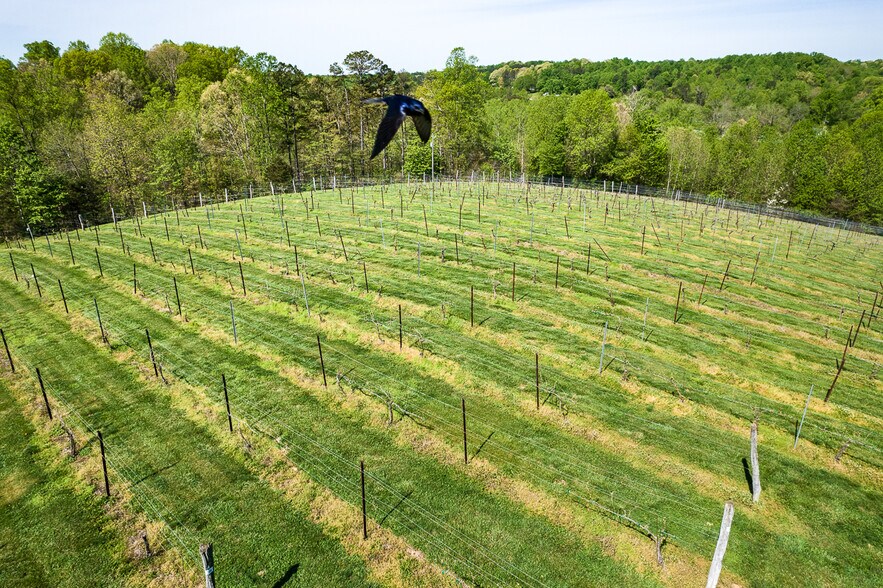 More Photos Of 318 Elkin Creek Mill Rd, Elkin Winery Vineyard For Sale