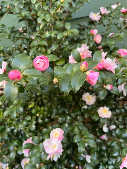 More Photos Of 1933 Esplanade Ave, New Orleans Multifamily For Sale