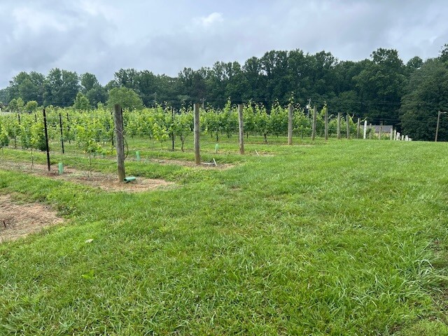 More Photos Of 124 Sandy Hill Ln, Hendersonville Winery Vineyard For Sale