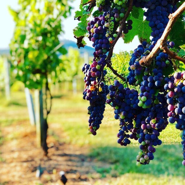 More Photos Of 2110 Quicksburg Rd, Quicksburg Land For Sale