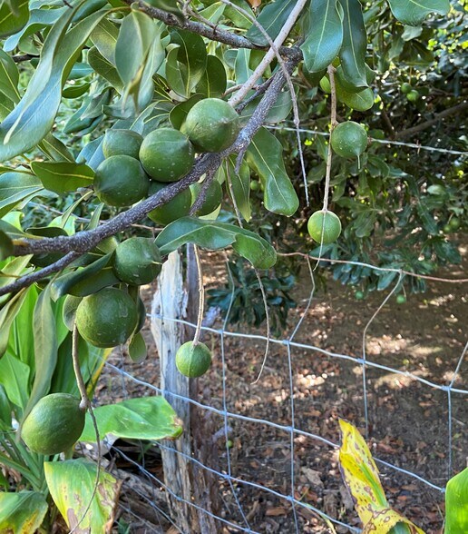 More Photos Of lower cane haul rd, Paauilo Land For Sale