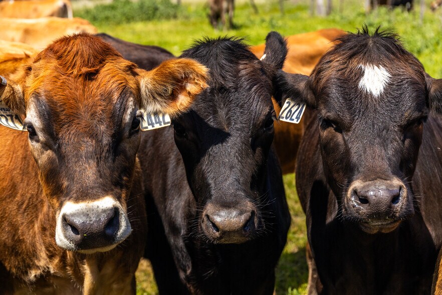 More Photos Of 21601 S Highway 1, Point Arena Land For Sale