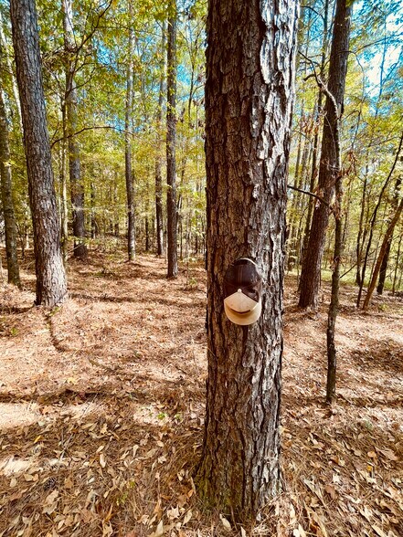 More Photos Of MS Highway 12, Durant Land For Sale