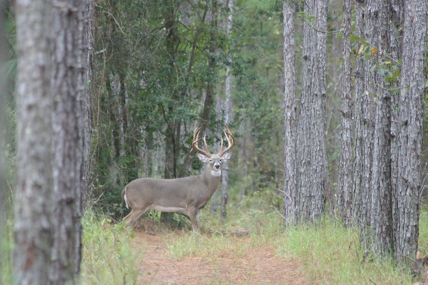 More Photos Of 134 Shoreside Trail, Crescent City Land For Sale