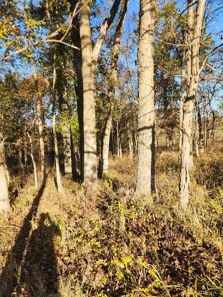 More Photos Of County Road 197 (5+/- Acres) Tract 3, Williamsburg Land For Sale