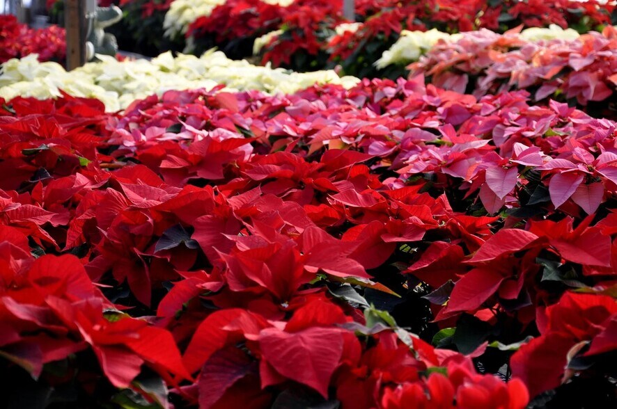 More Photos Of 179 Sandwich Rd, Wareham Garden Center For Sale