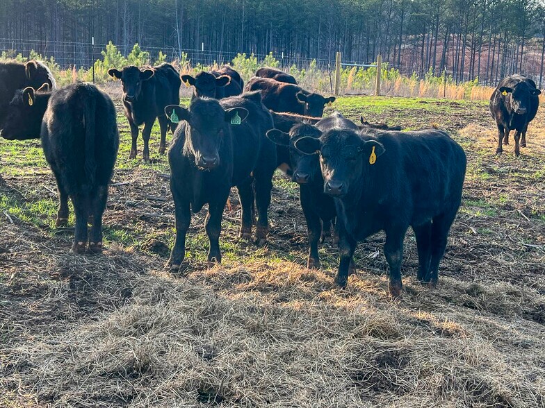 More Photos Of 693 Elledge Road, Ware Shoals Land For Sale