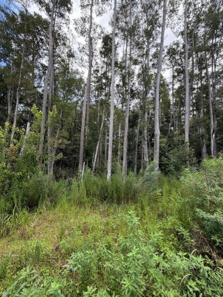 More Photos Of 0 Wesley Chapel Boulevard, Lutz Land For Sale