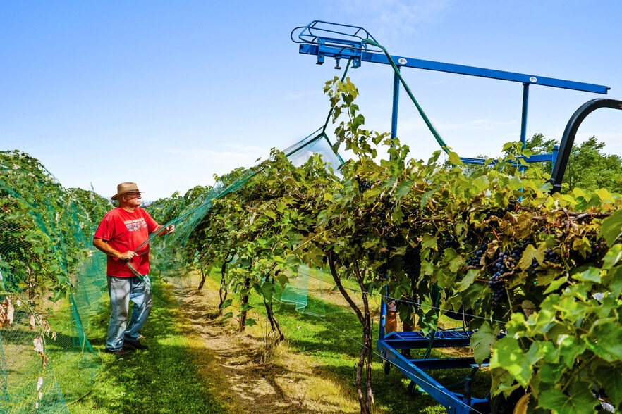 More Photos Of 8520 Gass Lake Rd, Newton Winery Vineyard For Sale