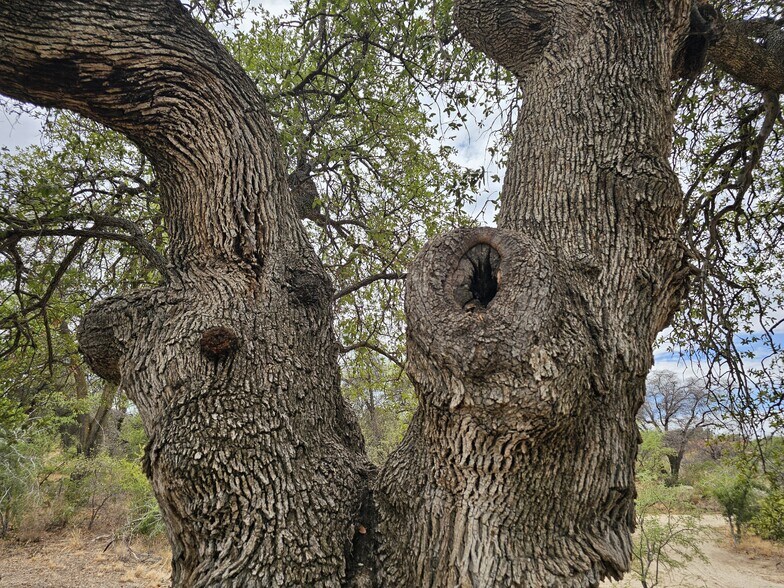 More Photos Of 1290 Rancho Robles Rd, Oracle Land For Sale