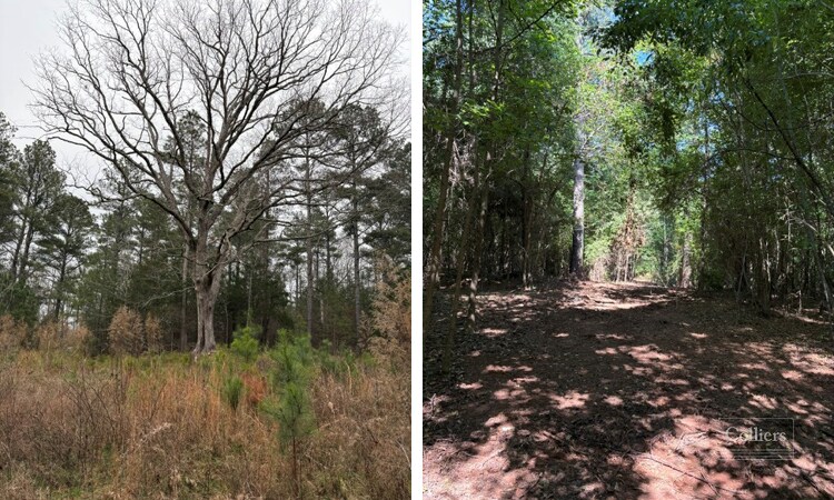 More Photos Of Martin Road, Williamston Land For Sale
