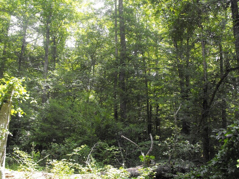 More Photos Of NOBLIN BRIDGE RD, Pelahatchie Land For Sale