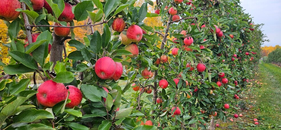 More Photos Of 5630 Norris Ave, North Rose Land For Sale