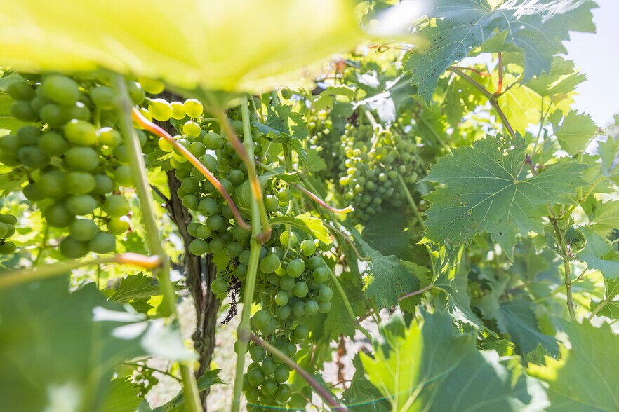 More Photos Of 2211 E 640th Pl, Ursa Winery Vineyard For Sale