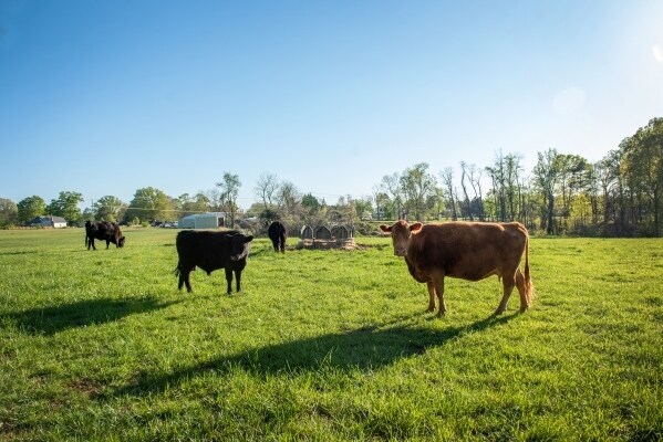 More Photos Of 115 Kidd Rd, Colfax Land For Sale