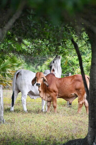 More Photos Of 3893 NW 50th Drive, Okeechobee Land For Sale