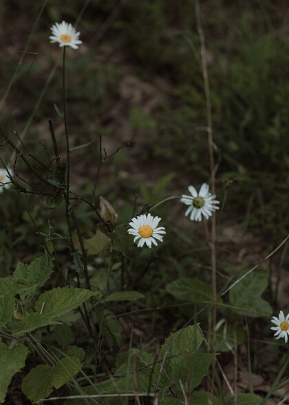 More Photos Of 2554 Sandy Level Rd, Goodview Lodge Meeting Hall For Sale
