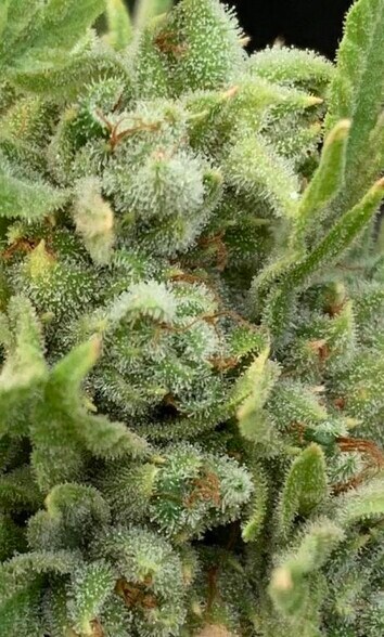 More Photos Of 600 Greenhorn Mountain Dr, Walsenburg Specialty For Sale