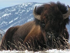 More Photos Of 4 Maiden Basin Dr, Gardiner Hospitality For Sale