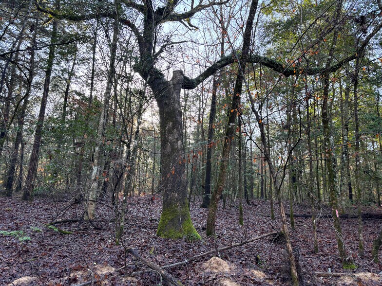 More Photos Of TBD CR 1784, Jefferson Land For Sale