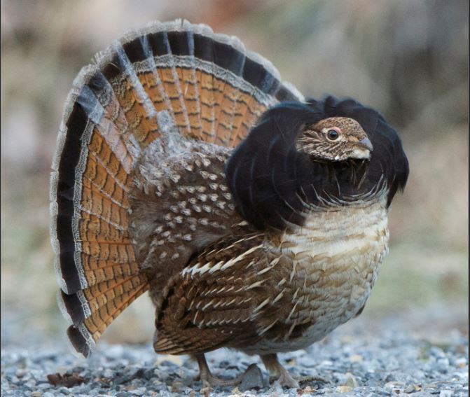 More Photos Of Little Washington Rappahannock County, Washington Land For Sale