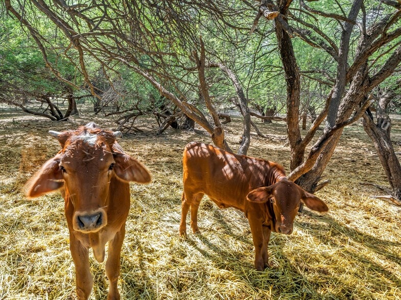 More Photos Of 4489 N Ocotillo Rd, Benson Land For Sale