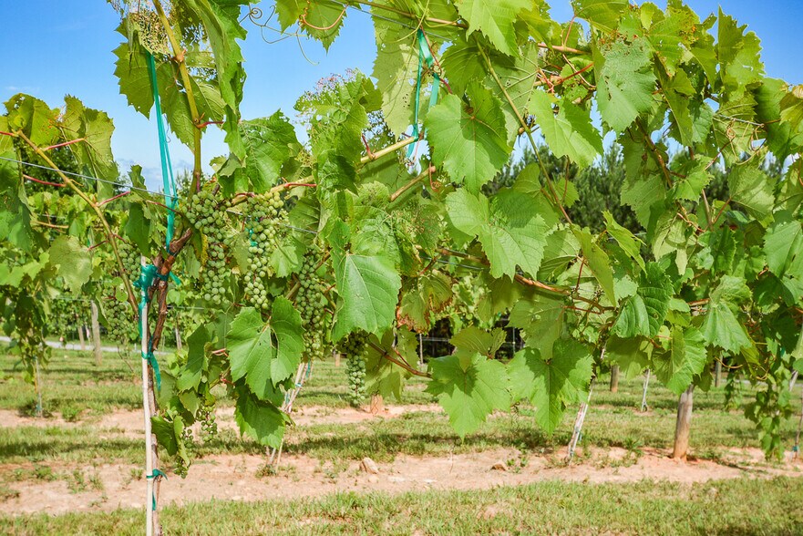 More Photos Of 119 Inland Dr, Talking Rock Winery Vineyard For Sale