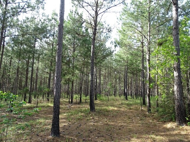 More Photos Of Courtney Rd, Lumberton Land For Sale