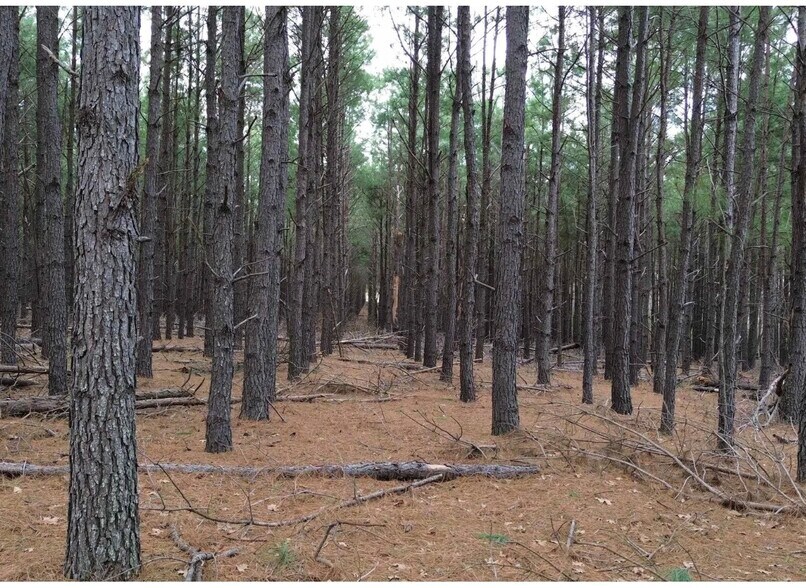 More Photos Of 250 County Road 296 & 120 FCR 298, Oakwood Land For Sale