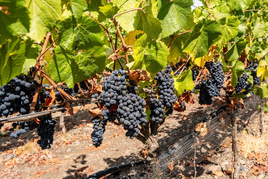 More Photos Of 3340 Lichau Rd, Penngrove Land For Sale