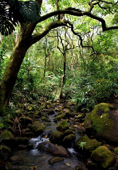 More Photos Of 3737 Manoa Rd, Honolulu Land For Sale