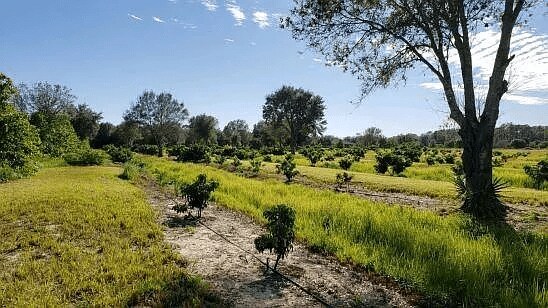 More Photos Of 14255 113th St, Fellsmere Land For Sale