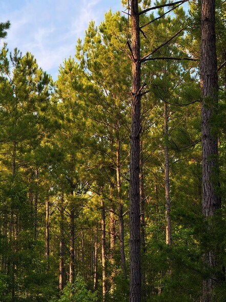 More Photos Of 00 Kennedy Rd, Winnsboro Land For Sale