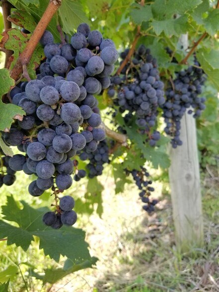 More Photos Of 26701 80th Ave, Lawton Winery Vineyard For Sale