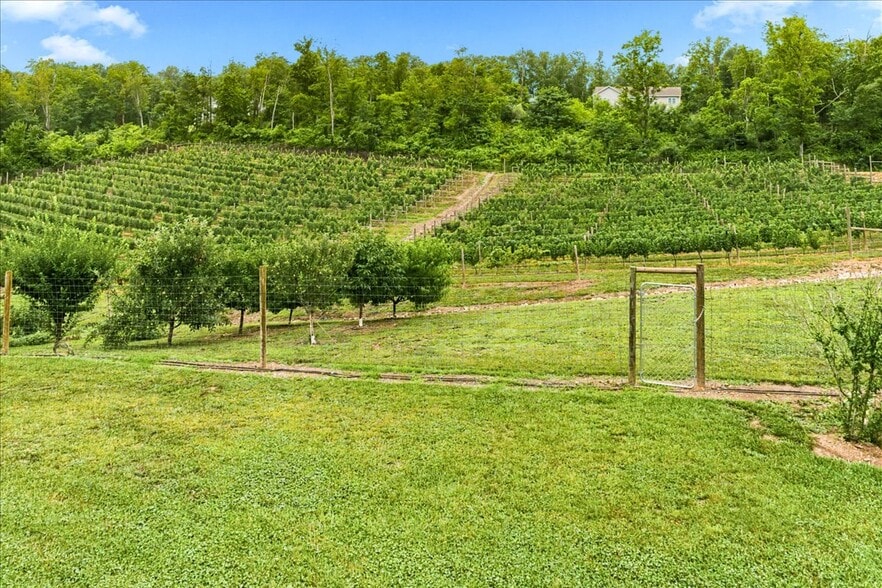 More Photos Of 1309 Redland Rd, Cross Junction Winery Vineyard For Sale