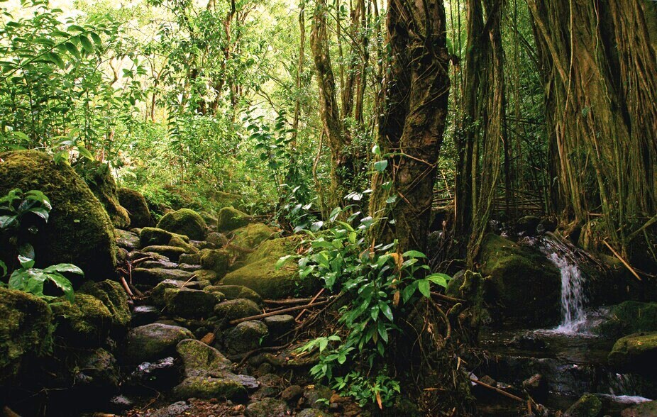 More Photos Of 3737 Manoa Rd, Honolulu Land For Sale