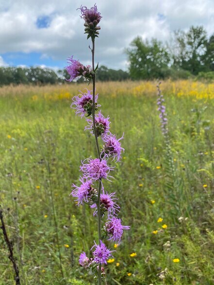 More Photos Of 552 Lick Creek Rd, Leasburg Land For Sale