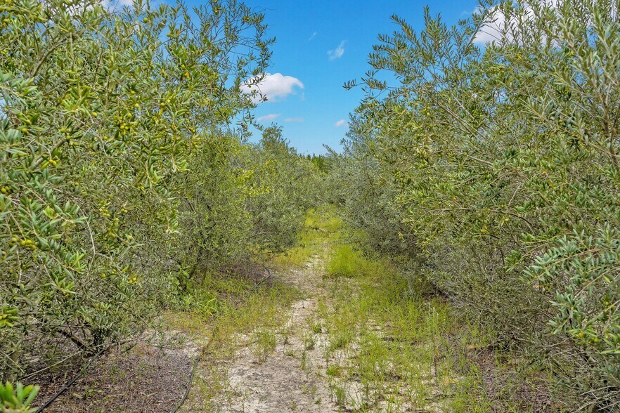 More Photos Of 2437 GA Highway 121, Glennville Land For Sale