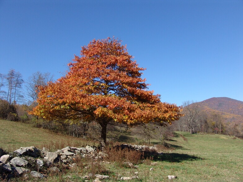 More Photos Of Near Little Washington Virginia, Washington Land For Sale