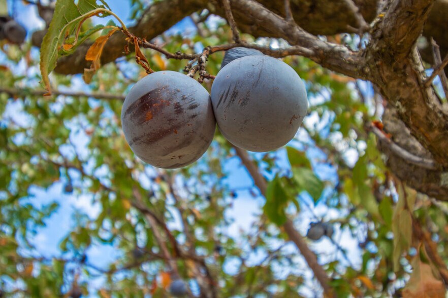 More Photos Of 4850 Hansen Rd, Loomis Land For Sale