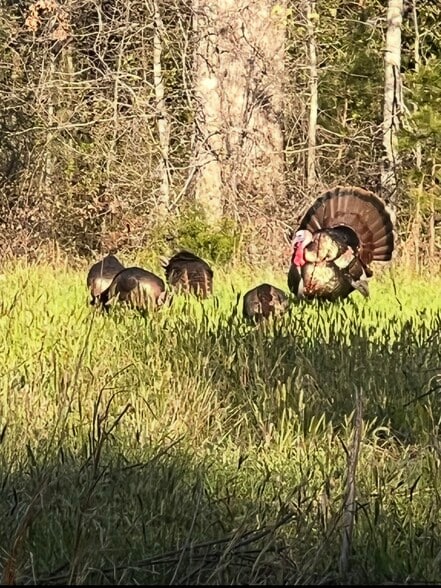 More Photos Of 1501 Foster Mill Circle cir, Pauline Land For Sale