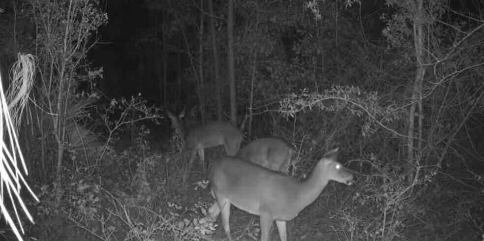 More Photos Of 17614 Lanes Bridge Rd, Odum Land For Sale