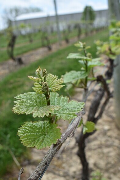 More Photos Of 10220 Lauer Rd, Baroda Winery Vineyard For Sale