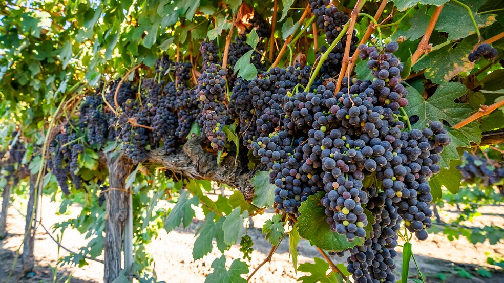 More Photos Of TFC Ranch, Lodi Land For Sale